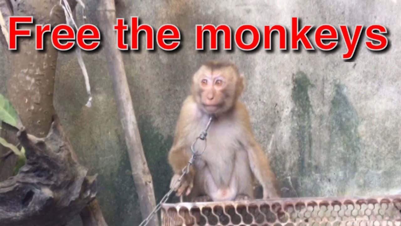 Go rescue the monkey, buy the monkey to release it into the forest, but