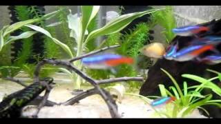 Gourami Dance.avi