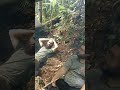 Coelhos e eu batendo papo no acampamento
