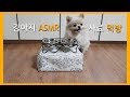 ENG)ASMR 강아지 사료먹방 리얼사운드 [오드득오드득] Dog reviewing food