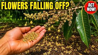 Why Your Mango Flowers Are Falling Off Before Fruiting — Do This or Lose Your Entire Harvest