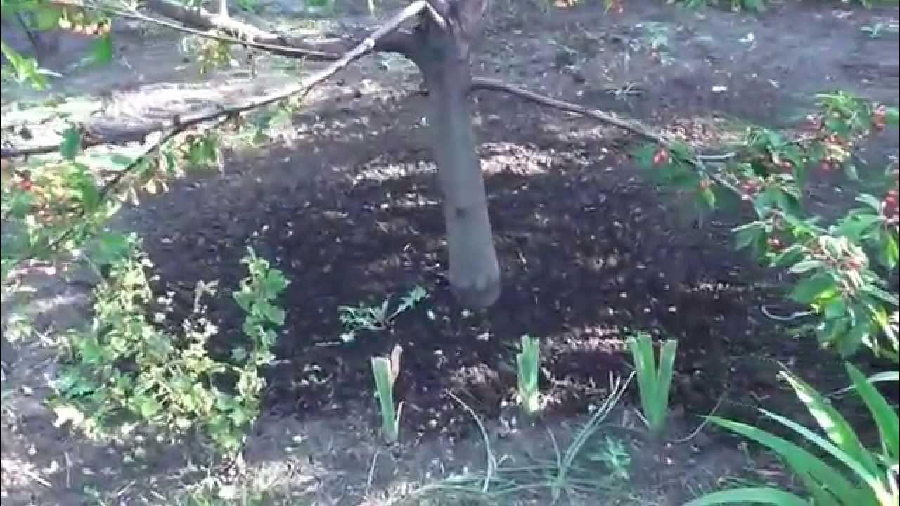 Как поливать черешню