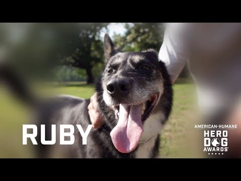 2018 Hero Dog Awards | Search & Rescue Hero Dog Category Winner – Ruby