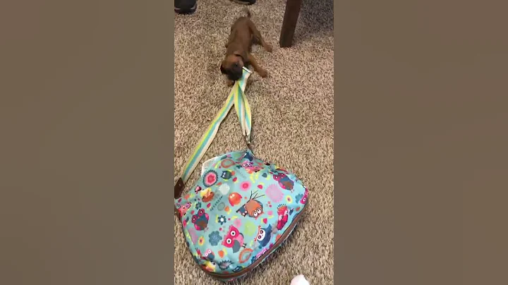 Baby Opie stealing my purse!