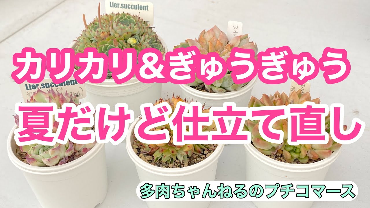 Succulents] It's summer, but I'm re-arranging them ❣️ Crispy and