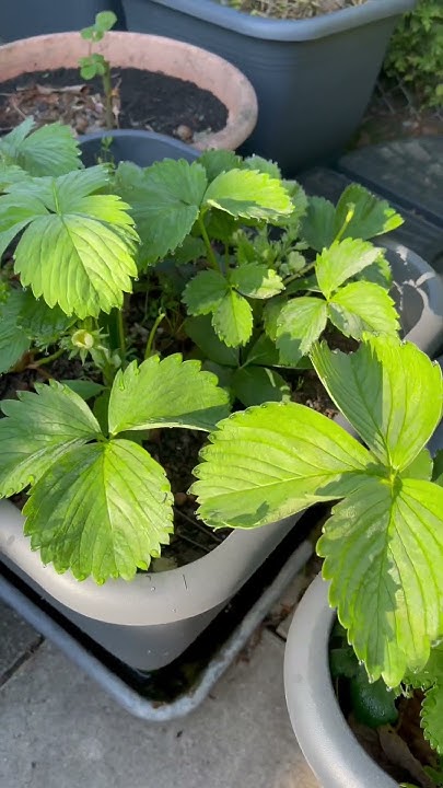 Земляника в больших горшках! Такая красивая,что и цветы заменит!🍓🍓🍓 ...