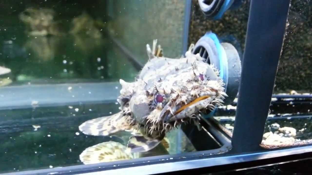 Halophryne trispinosus