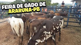 FEIRA DE GADO DE ARARUNA-PB!!!17/06/2023