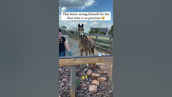 Horse see's himself in mirror for first time #shorts #subscribe