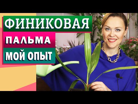 Видео: Выращивание пальмовых щенков: как пересадить пальмового щенка