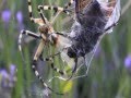 I Love Wildlife Filming! : Spider vs Beetle