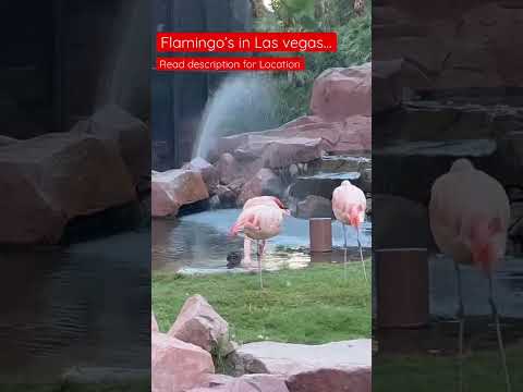 We saw these Flamingos at the Flamingo Hotel & Casino at the Las Vegas Strip #flamingo #lasvegas
