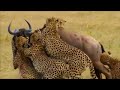 Real Wild❗️Five Cheetahs Couldn&#39;t Resist The Power Of An Adult Wildebeest...!