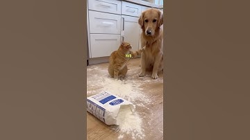 Cat Snitches on Dog After Kitchen Flour Disaster 🐱🐶 #shorts