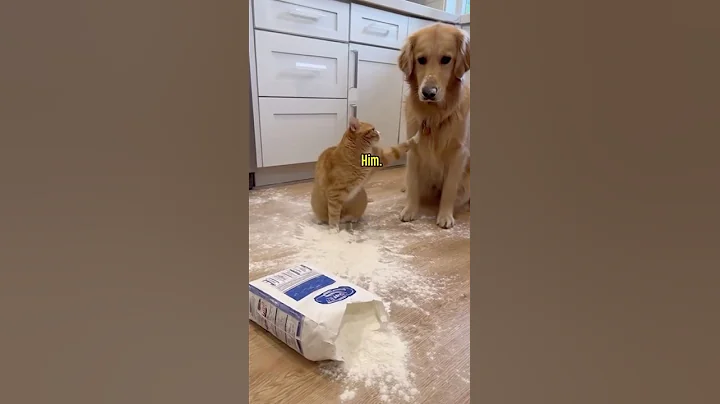 Video 11217101: funny cats dogs, hilarious pet, pets love