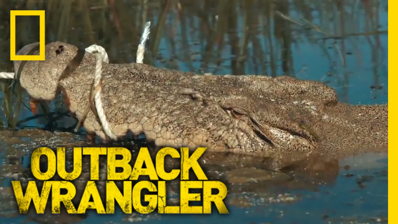 Lurking in Clear Water | Outback Wrangler - YouTube