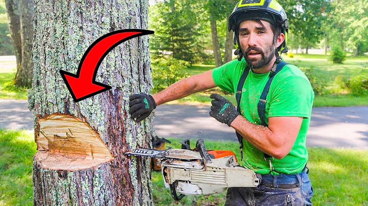 Cutting Down A Rotten Tree? JUST DO THIS!
