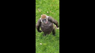 Gorillas Standing Up!
