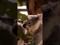 Vegan Lunch#shorts #koala#cuteanimals #wildlife