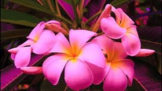 Kea dau voli na Gauna