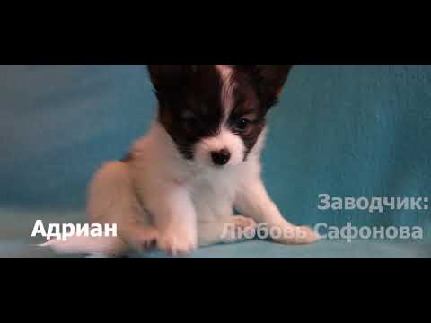 Щенки- Папильон/Папийон/Континентальный той спаниель