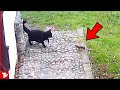 Look what happened when this weasel attacked cat