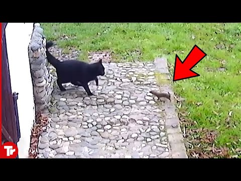 Videó: Egy nyűg megölne egy macskát?
