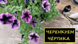видео: Черенкуем всю Петунию пока картинка: Черенкуем всю Петунию пока