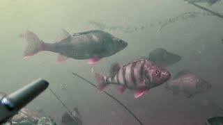 картинка: Охочусь в реке, но рыбы море