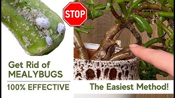 How to Get Rid of Mealybugs FAST ✅ Safe & Easy Method for Houseplants