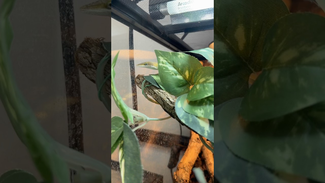 Дом для маленькой ящерицы по имени Старый Грег.