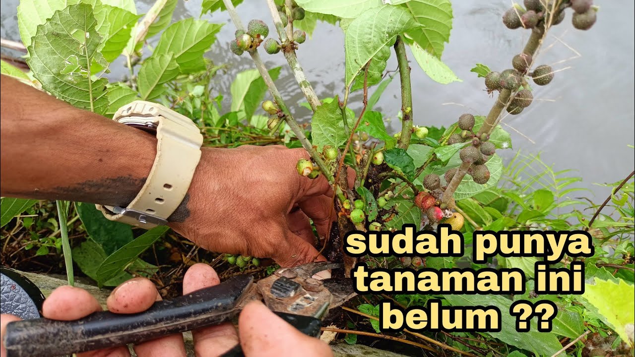 Dapat bahan bonsai istimewa di parit sawah
