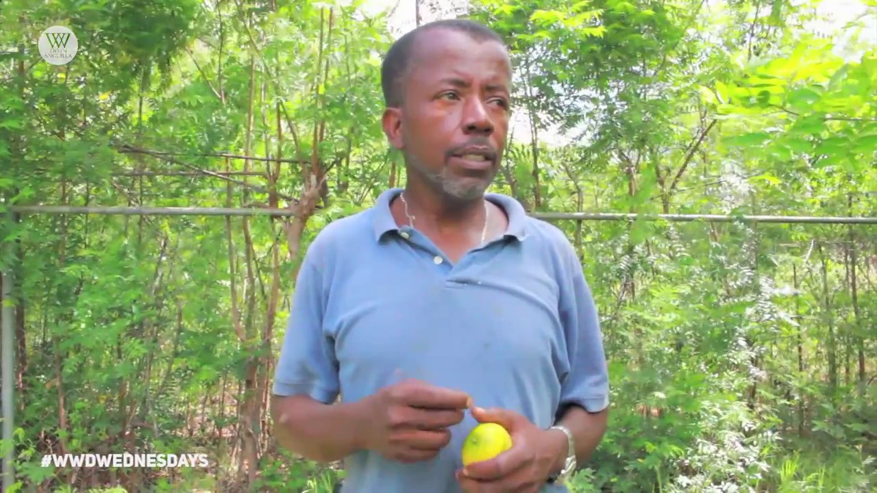 The Mango Garden in Anguilla is over 100 years old! YouTube
