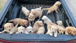 Raising 19 Golden Retriever Puppies!