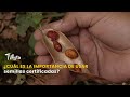¿cuál es la importancia de usar semillas certificadas?  - TvAgro por Juan Gonzalo Angel