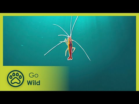 Coral reefs are the cities of the reef - Barneys Barrier Reef 19/20 - Go Wild