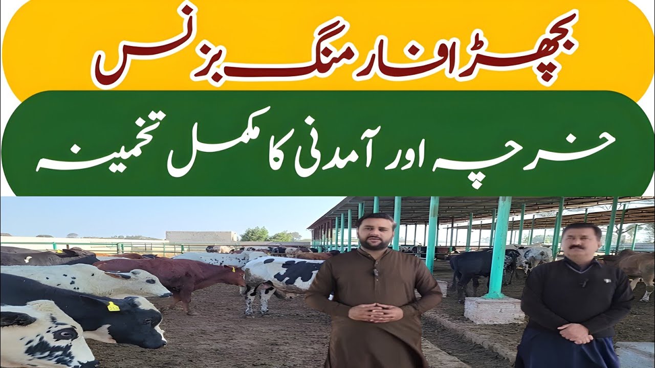 Bachra Farming in Pakistan|Bachra Farming Feed Plan|Bachra Farming Feasibility
