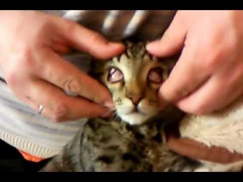 Видео: Выпячивание века (вишневый глаз) у кошек