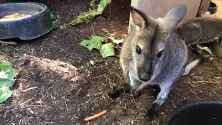 Home Safari  Zoofari Edition  Wallaby