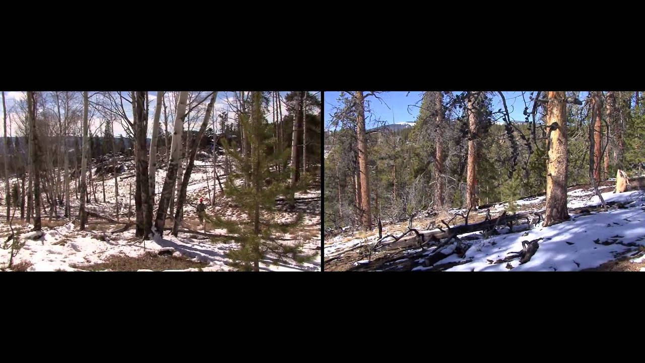 Hunting with Doug Turnbull Gunnison Colorado Tons of Elk Footage