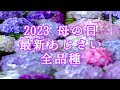 さかもと園芸あじさい新品種2023　品種名が決まりました！