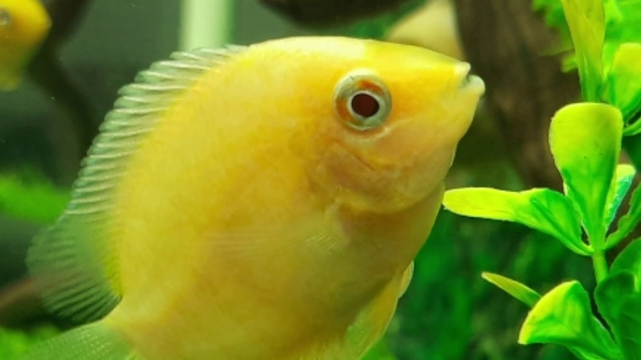 Beautiful Oscar and severum fish in 3D background aquarium YouTube