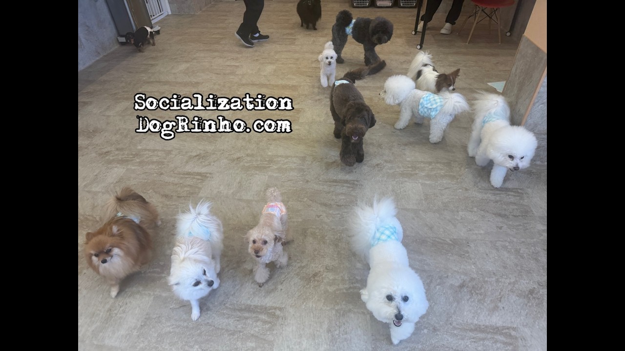 Dog daycare in Japan DogRinho 犬の保育園 20260505 - YouTube