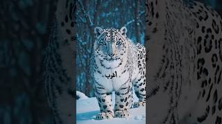 أغرب أصوات للحيوانات مستحيل تكون سمعتها قبل كدا.. شئ لا يصدق.. سبحان الله ..
