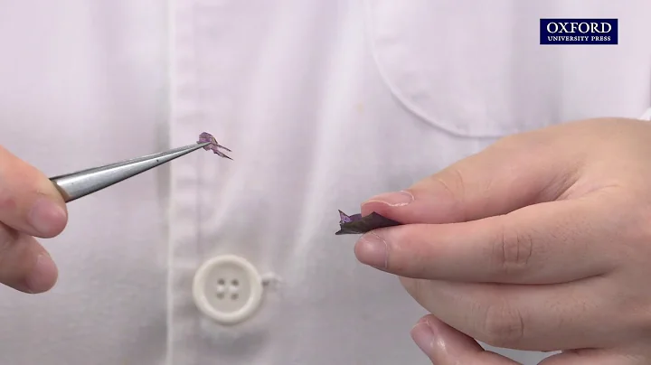 Practical 10.4 Investigation of the stomatal density on the epidermis of a leaf