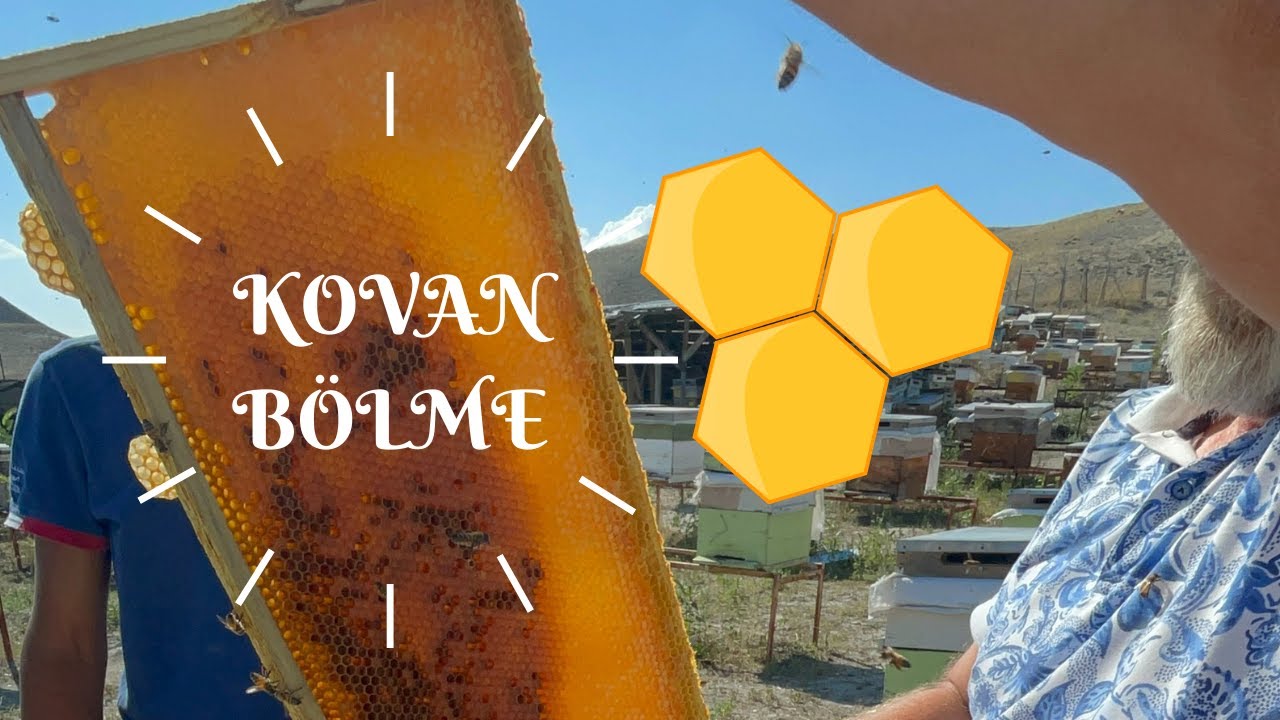 ARI BAKIMI-29 (KOVAN BÖLME) HASATI YAPTIK NE YAPMALIYIM?