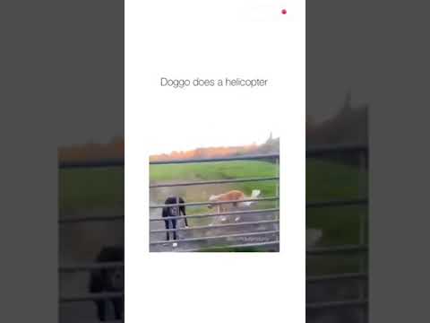 Helikopter Helikopter#shorts#funny dog#funny animals#Dogs funny videos#dogs