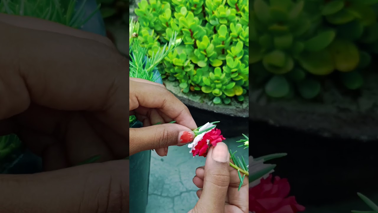 Moss Rose ( portulaca) Hand Cross Pollination easy❤️🤍...