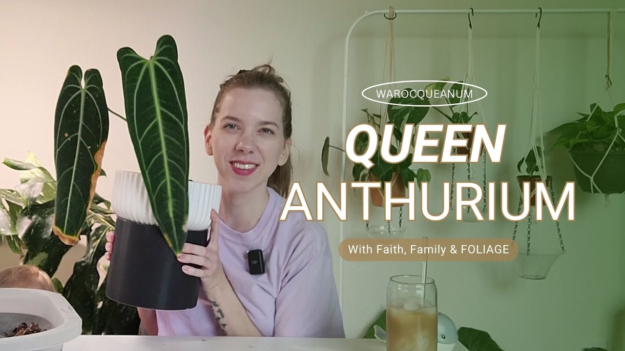 Anthurium Warocqueanum Care | Moving my Queen Anthurium to a DIY Self-Watering planter!