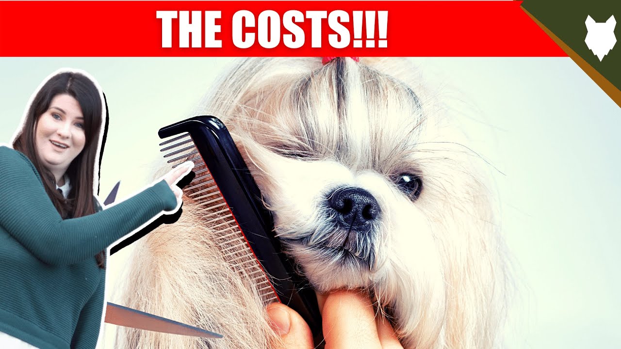 Cost Of Owning Shih Tzu